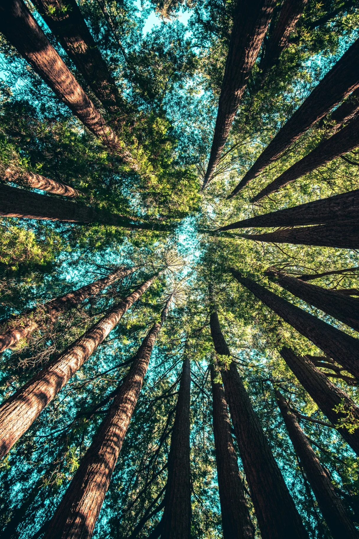 Bosque Nadrolux: árboles plantados con cada contrato